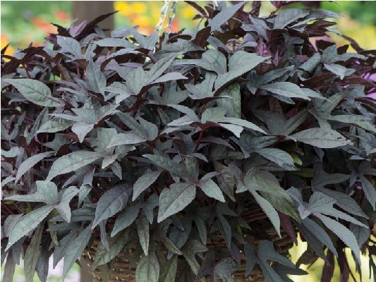 Однолетние растения Іпомея Sweet Caroline Purple черенок 35грн ожидается